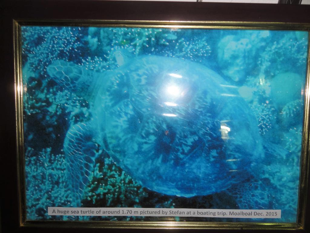 Hotel Sea Turtle House Moalboal Extérieur photo